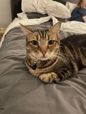 Tabby cat resting on a grey bed
