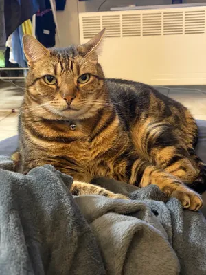 Tabby cat sitting upright on a blanket