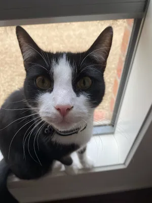 Tuxedo cat peering through an open window