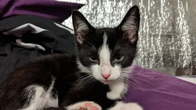 Tuxedo cat lying on a purple blanket