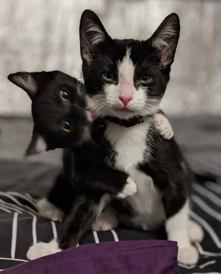 Two black and white kittens cuddling together