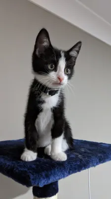 Tuxedo kitten sitting on a cat tree