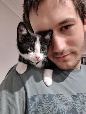 Tuxedo kitten nestled against a person's cheek