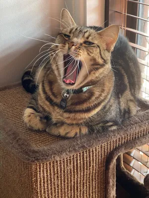 Tabby cat yawning on a scratching post
