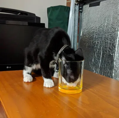 Tuxedo cat inspecting a glass on the table