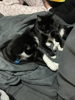 Two tuxedo cats curled up together on bedding