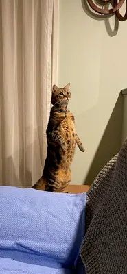 Tabby cat looking up beside the curtains