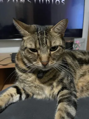 Tabby cat relaxing on a chair