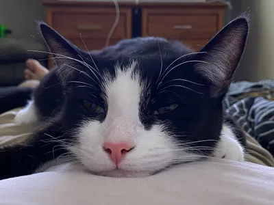 Close-up of a sleepy tuxedo cat resting its chin