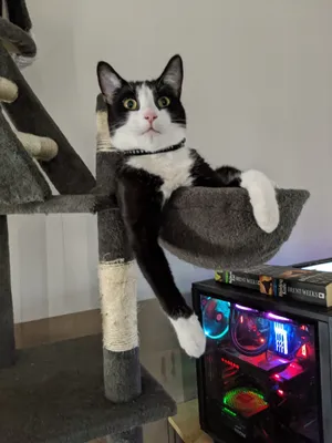 Tuxedo cat lounging in a cat-tree hammock