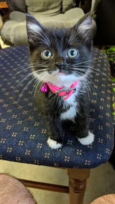 Black kitten with a pink collar sitting on patterned fabric