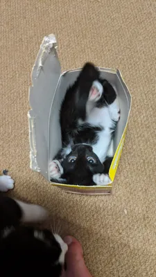 Tuxedo cat peeking from a torn cardboard box