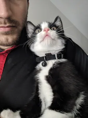 Tuxedo cat leaning back against a person
