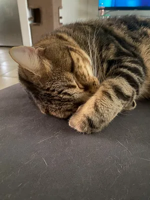 Tabby cat sleeping with its paws tucked in