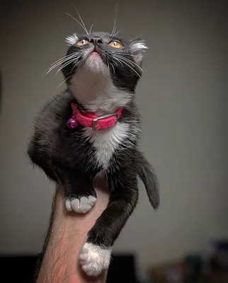 Black kitten being held while looking up