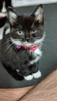 Black kitten with a pink collar looking toward the camera