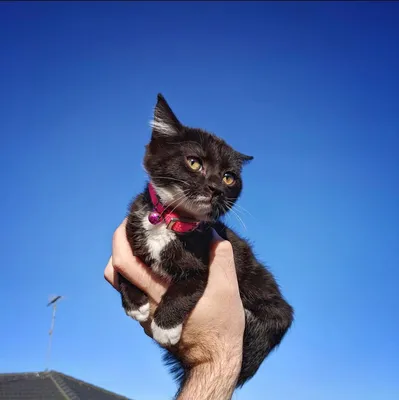 Black kitten held up against a clear blue sky