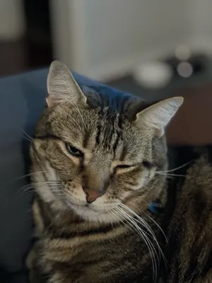 Close-up of a tabby cat with its eyes closed