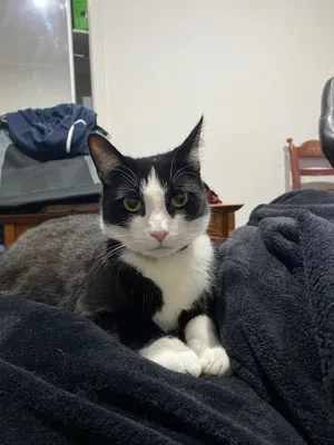 Tuxedo cat sitting among dark blankets
