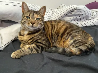 Tabby cat stretched across a chair