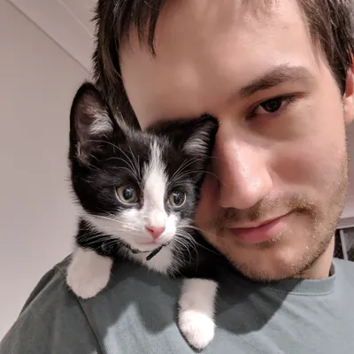 Tuxedo kitten cuddling against a person's face