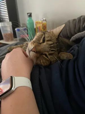 Tabby cat being stroked while resting on a lap
