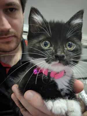 Black kitten with white whiskers being held