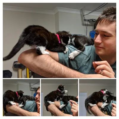Photo collage of a cat climbing across a person's arms