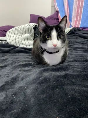 Tuxedo cat resting on a dark bedspread