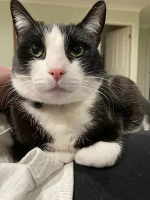 Close-up of a tuxedo cat with a pink nose