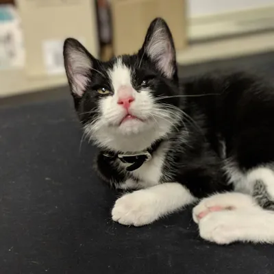 Tuxedo cat resting against a dark cushion