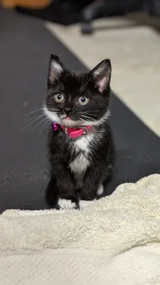 Black kitten sitting on a light blanket