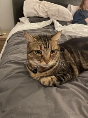 Tabby cat tucked up on a grey bed