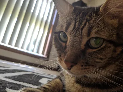 Close-up of a tabby cat beside window blinds