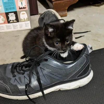 Black kitten sitting inside a trainer