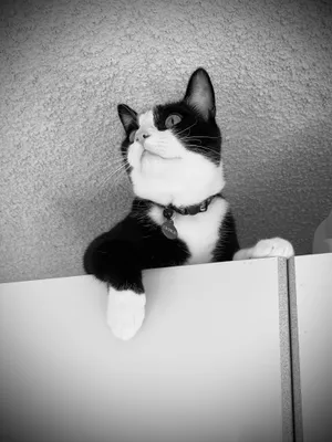Black and white photo of a tuxedo cat reaching over a shelf