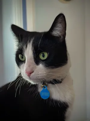 Tuxedo cat wearing a blue tag