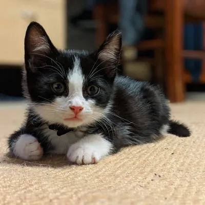 Tuxedo kitten lying on a carpet