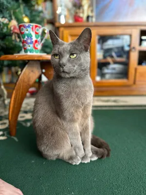 Grey cat sitting upright on a green surface