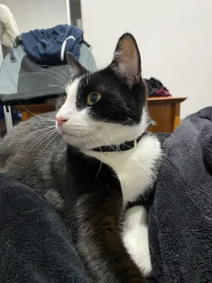 Tuxedo cat looking to the side from a lap
