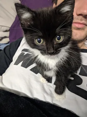 Small black and white kitten held close