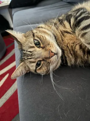 Tabby cat lying sideways on a chair