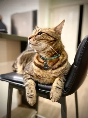 Tabby cat lounging on a desk chair
