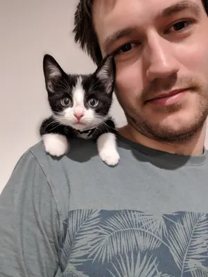 Tuxedo kitten on a person's shoulder