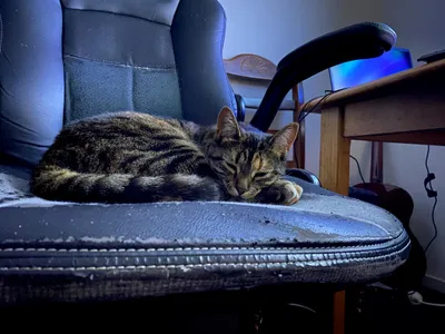 Tabby cat stretched out on a blue chair