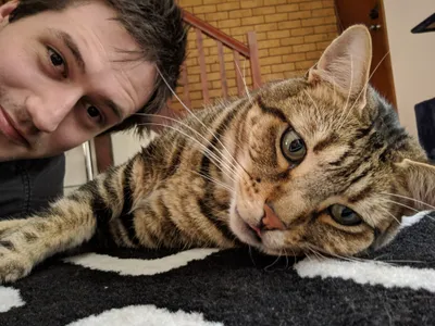 Person lying beside a relaxed tabby cat
