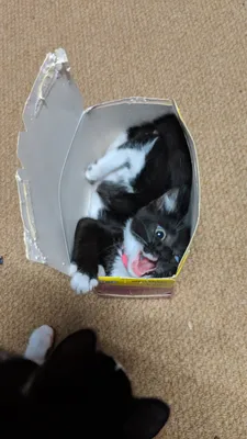 Tuxedo cat tucked into a cardboard opening