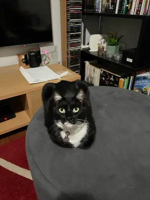 Black and white cat sitting on a grey chair
