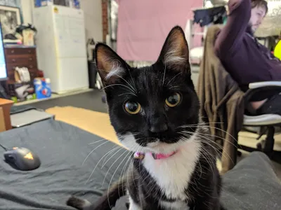 Black kitten looking up from a desk