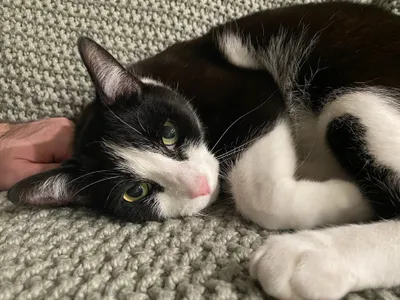 Tuxedo cat sleeping on a knitted cushion